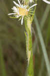 Thistleleaf aster